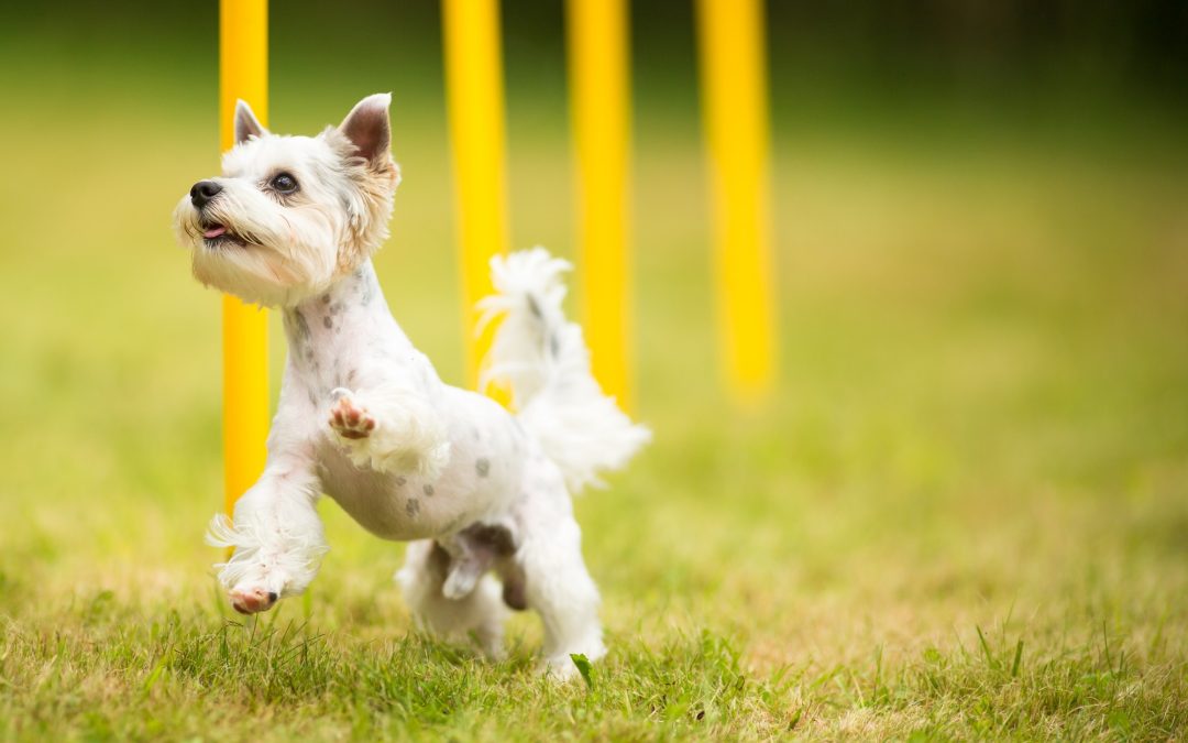 5 Reasons Why Dogs Wag Their Tails