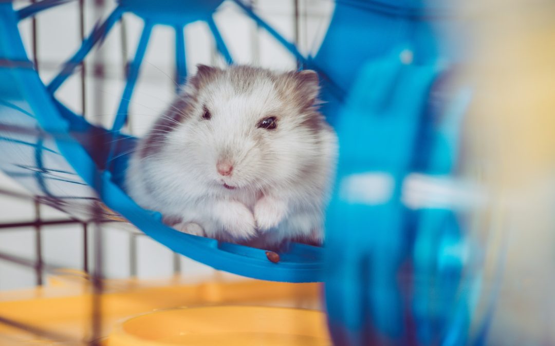 Best Office Pets for Great Workplaces
