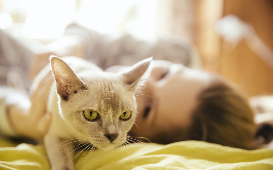 5 Reasons Why Cats Make the Best Pets